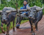 A Vietnamese local drives an ox-drawn cart.