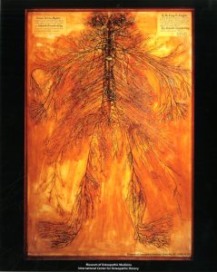 The dissected nervous system is on display within the Museum of Osteopathic Medicine. Museum of Osteopathic Medicine [1999.08.01]